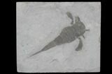 Eurypterus (Sea Scorpion) Fossil - New York #86784-1